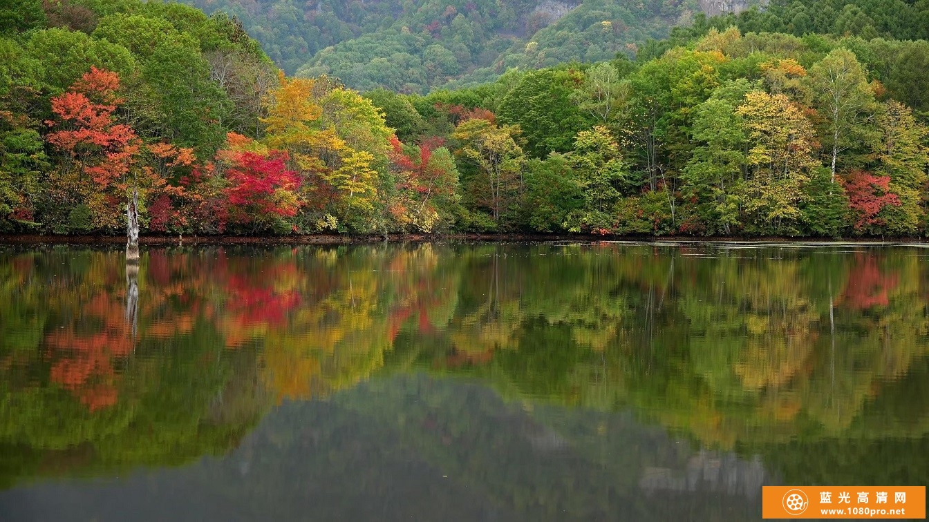 超清晰的日本4K 紅葉の戸隠鏡池视频免费下载