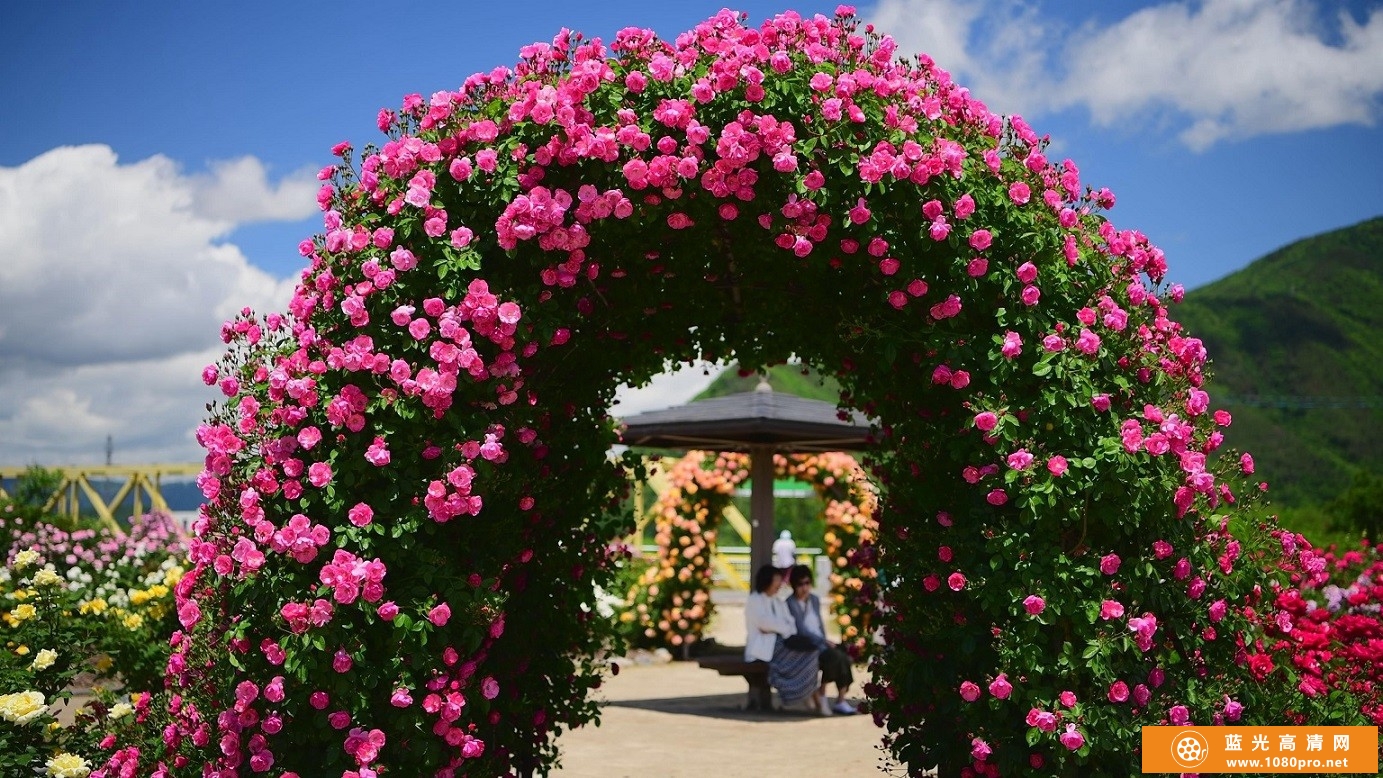 超清晰阳光下的玫瑰庄园，4k风景视频免费下载