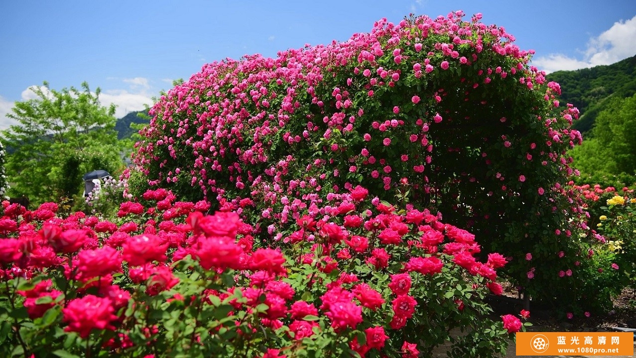 超清晰阳光下的玫瑰庄园，4k风景视频免费下载