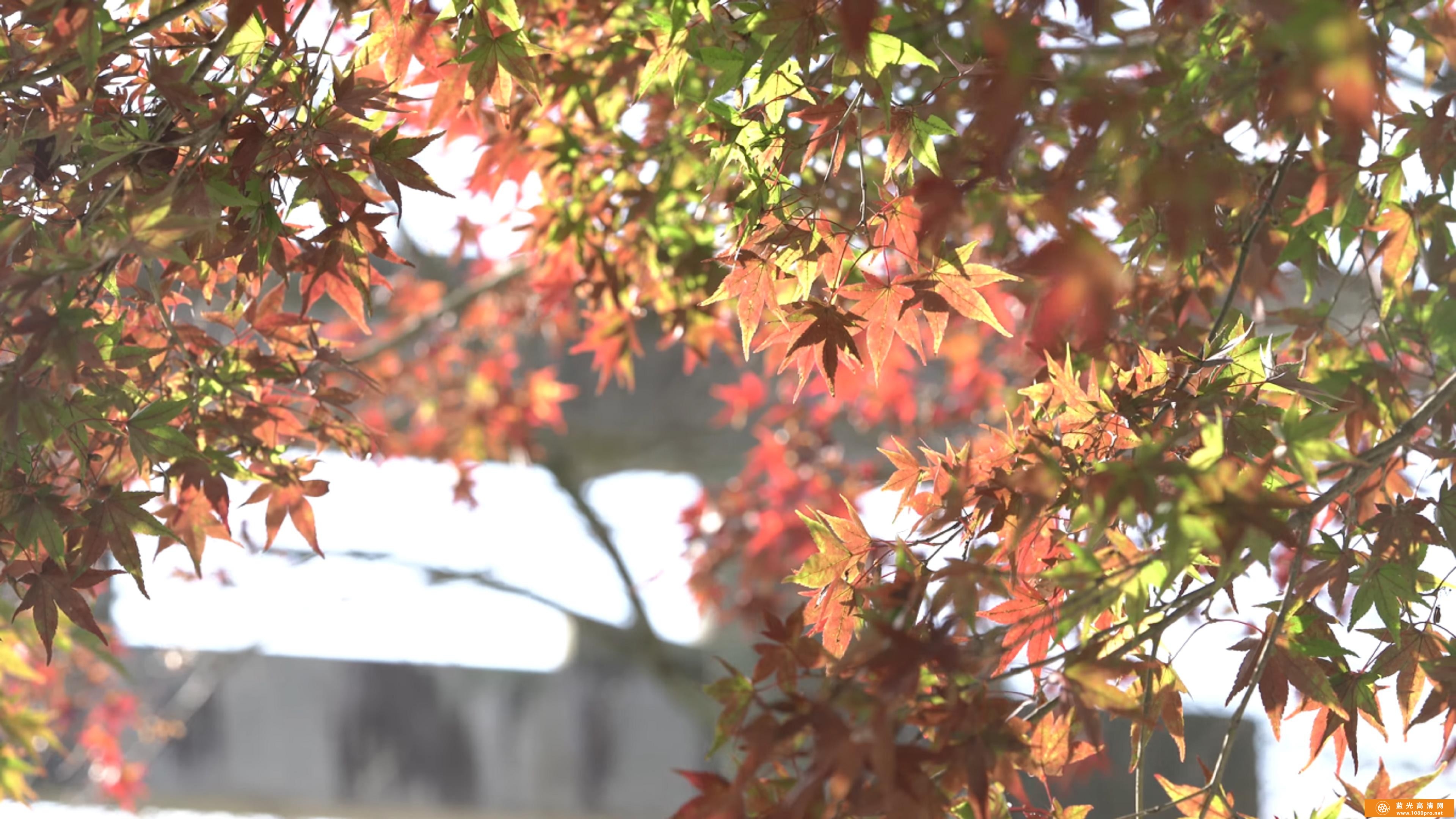 日本-太宰府Dazaifu_ Japan 4K (Ultra HD) - 太宰府 Autumn Winter