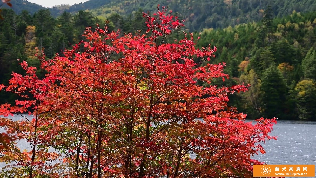 超清晰日本4K 苔むす原生林と紅葉の白駒の池4k风景视频免费下载