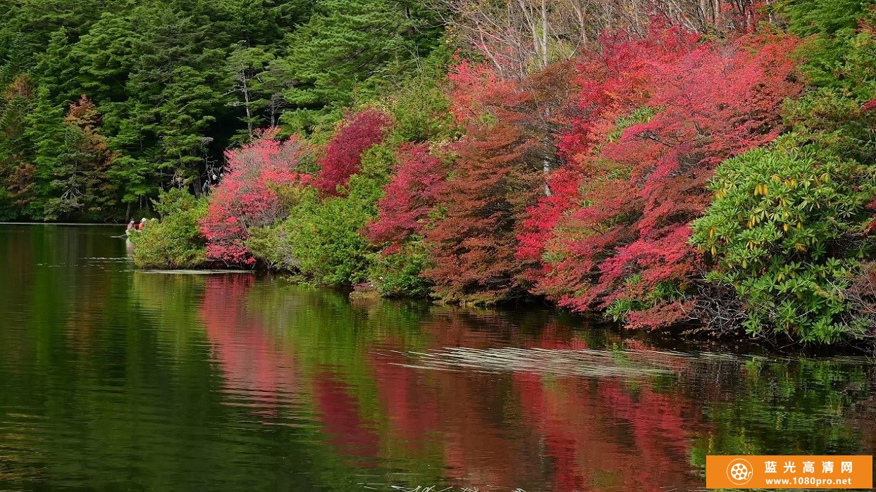 超清晰日本4K 苔むす原生林と紅葉の白駒の池4k风景视频免费下载