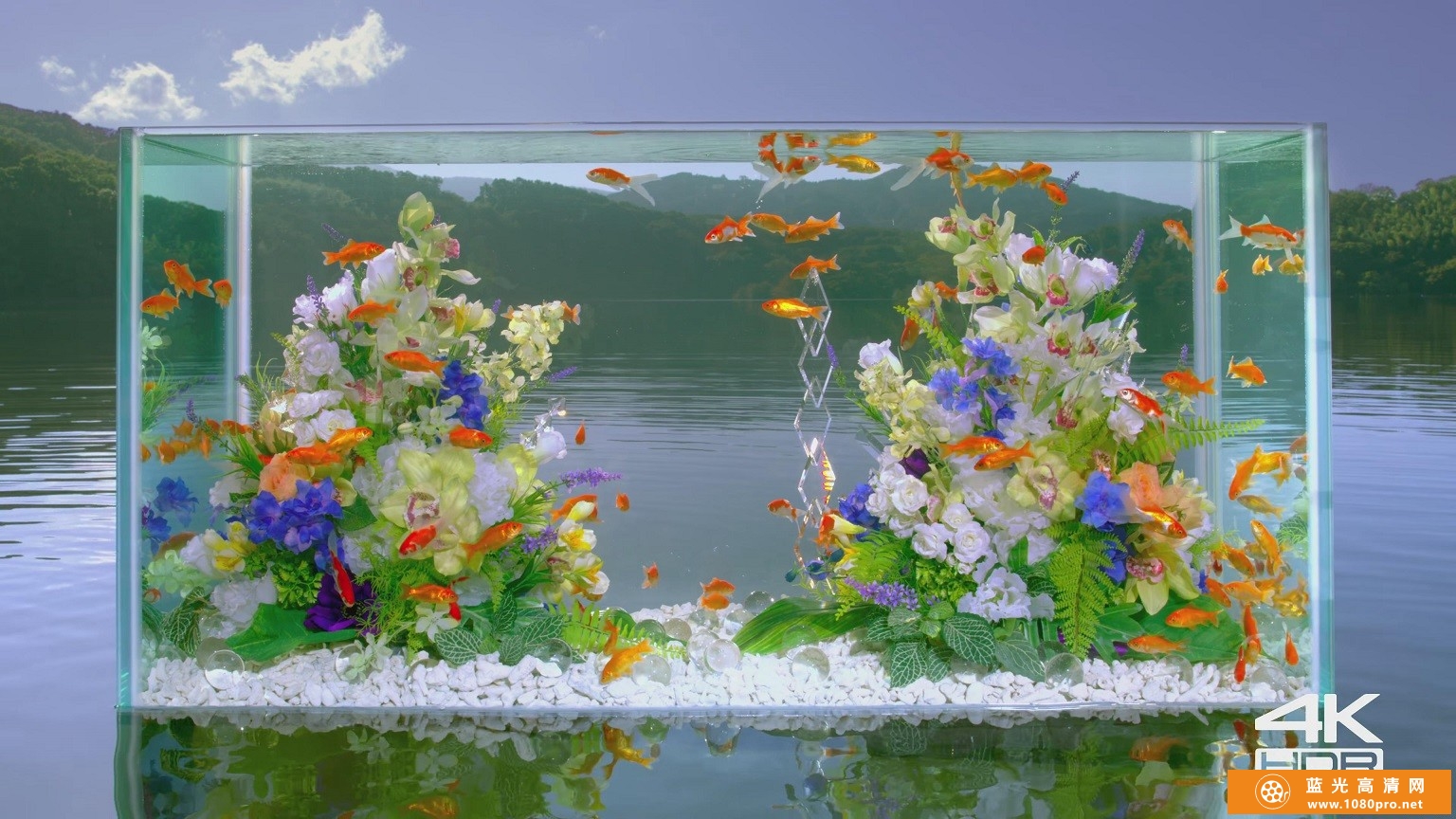 超清晰的水中金鱼动物4k视频免费下载