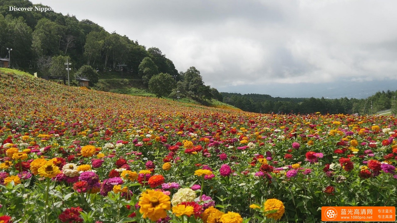 超清晰富士高原花景,百花齐放的4k风景视频免费下载