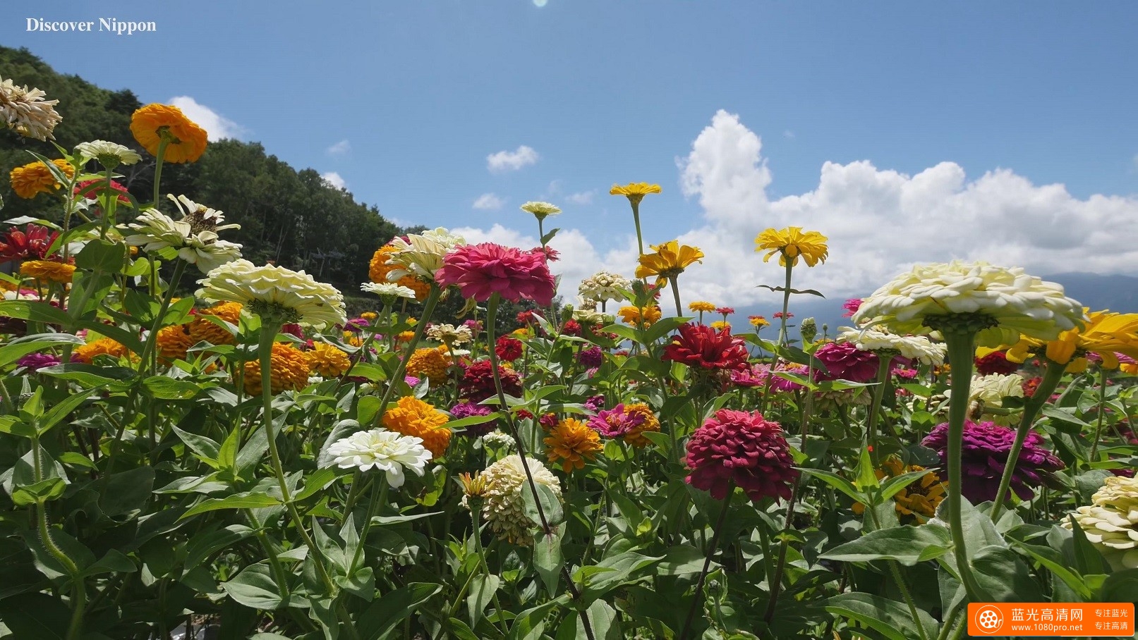 超清晰富士高原花景,百花齐放的4k风景视频免费下载