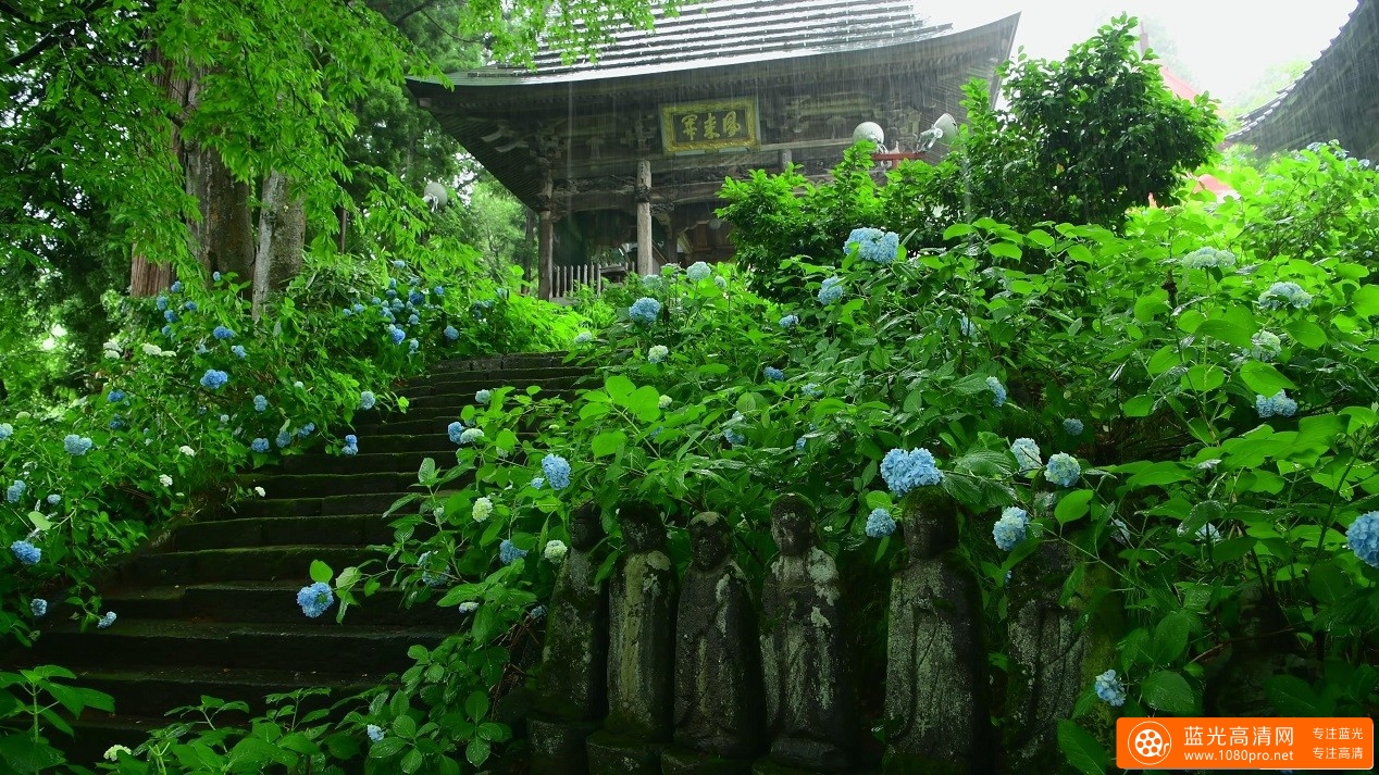 超清晰日本4K 雨のあじさい寺 高源院的4k风景视频免费下载