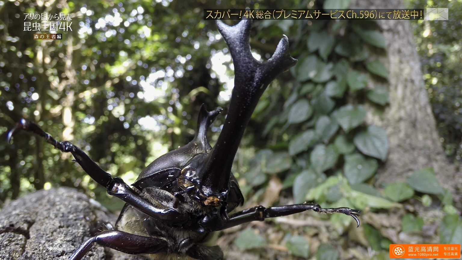 超清晰128日星4K频道的4k昆虫王国风景视频