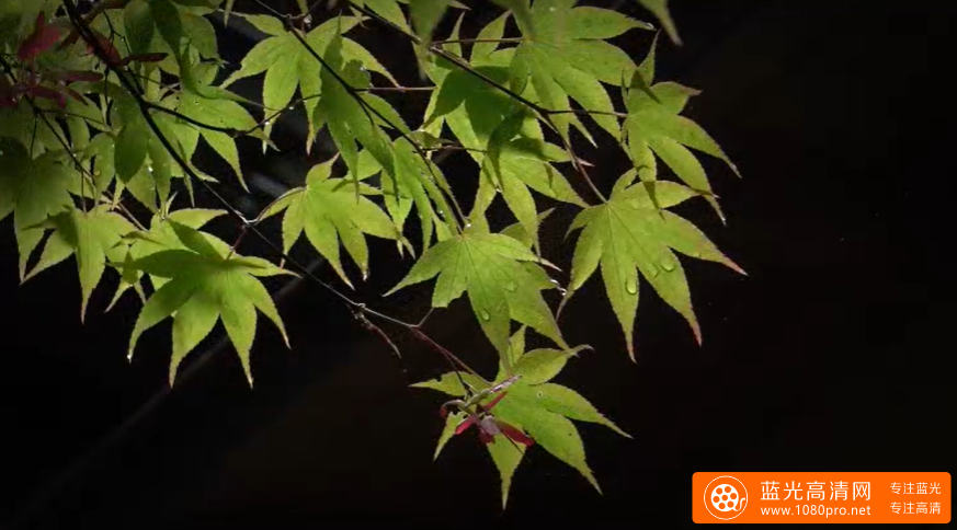 [4K] 直指庵 (皐月) 京都の庭園