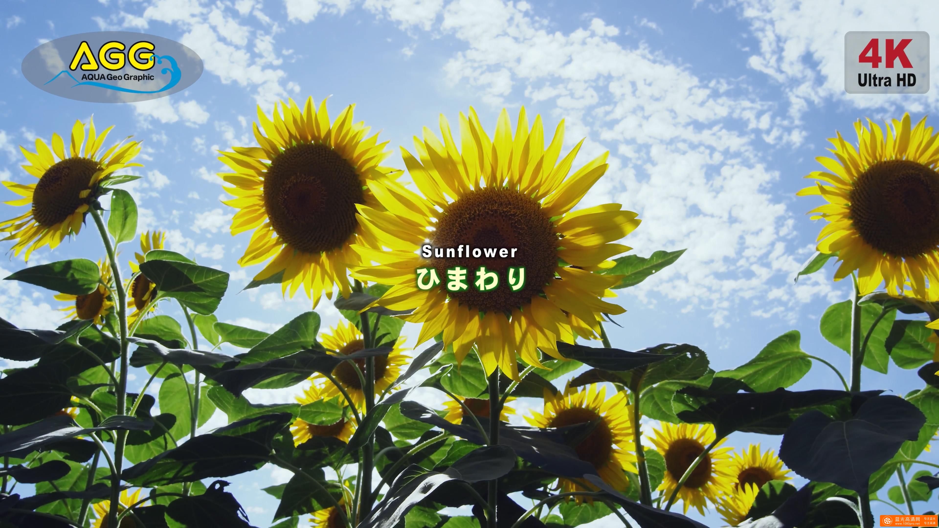 [ 4K Ultra HD ]向日葵 Sunflower