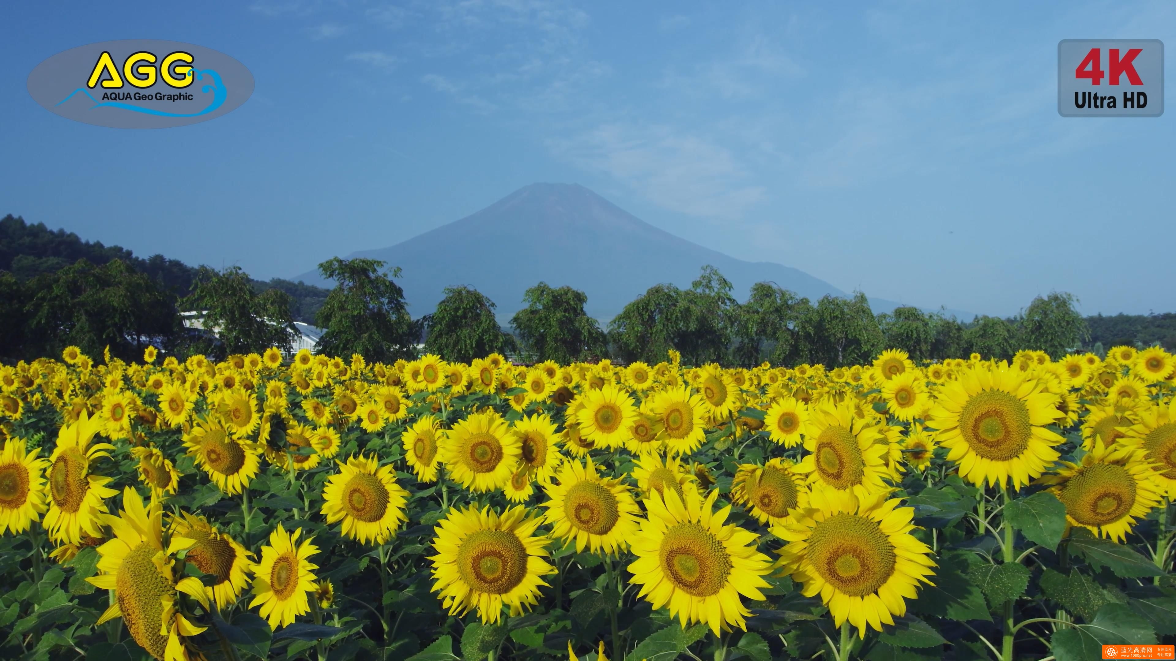 [ 4K Ultra HD ]向日葵 Sunflower
