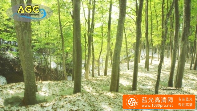 [4K超超高清]新欧洲最美风景-新绿美人林[2160P/MP4/406MB/百度云]下载