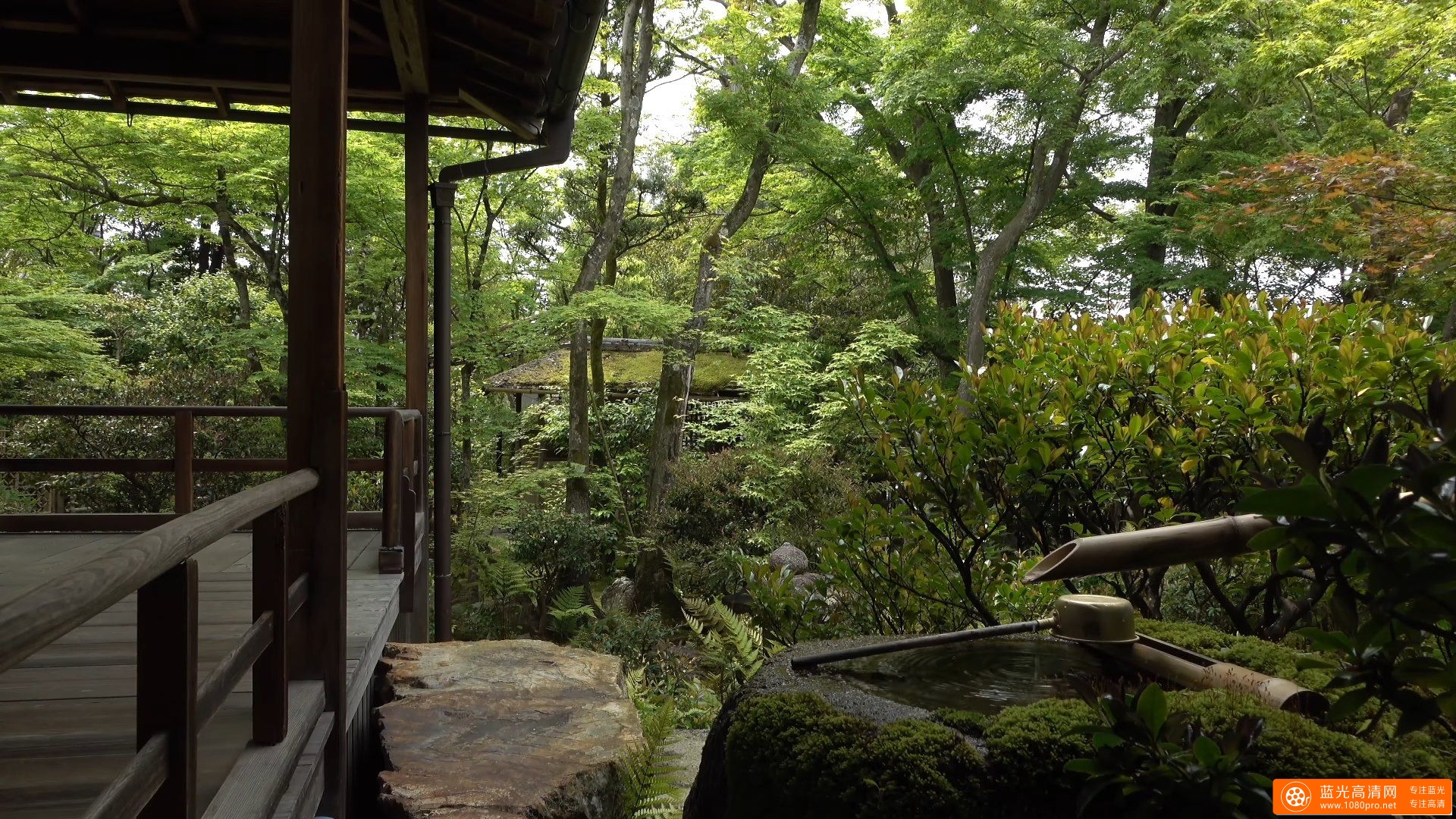 大法院・青葉 (妙心寺塔頭) 京都の庭園 Daiho-in Temple The Garden of Kyoto Japan-3.jpg