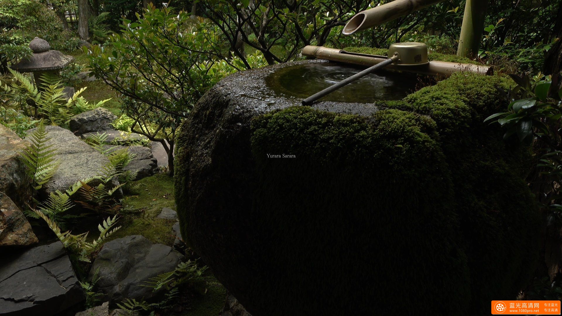 大法院・青葉 (妙心寺塔頭) 京都の庭園 Daiho-in Temple The Garden of Kyoto Japan-4.jpg