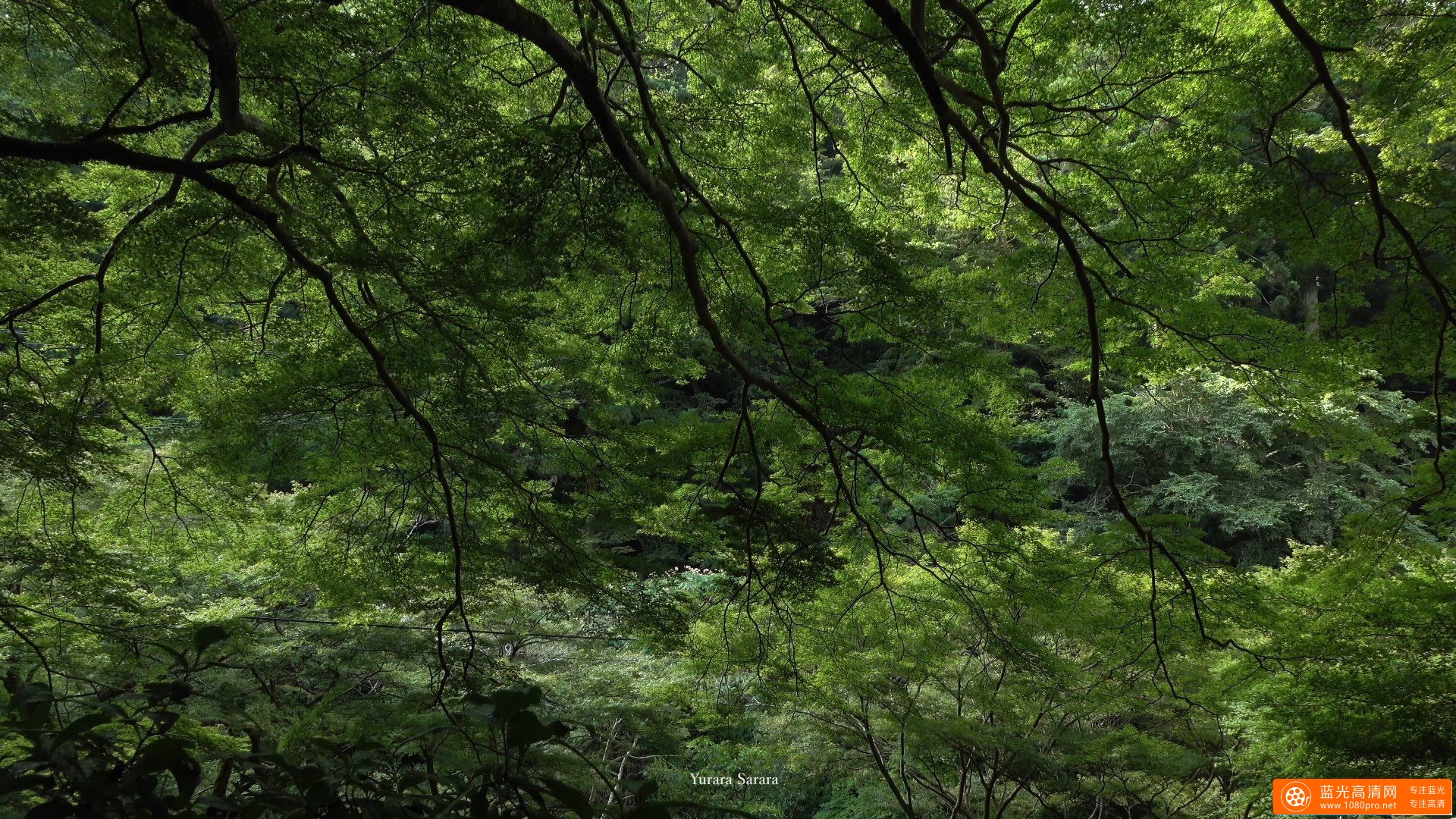 高山寺 京都の庭園　Kozan-ji Temple The Garden of Kyoto Japan-6.jpg