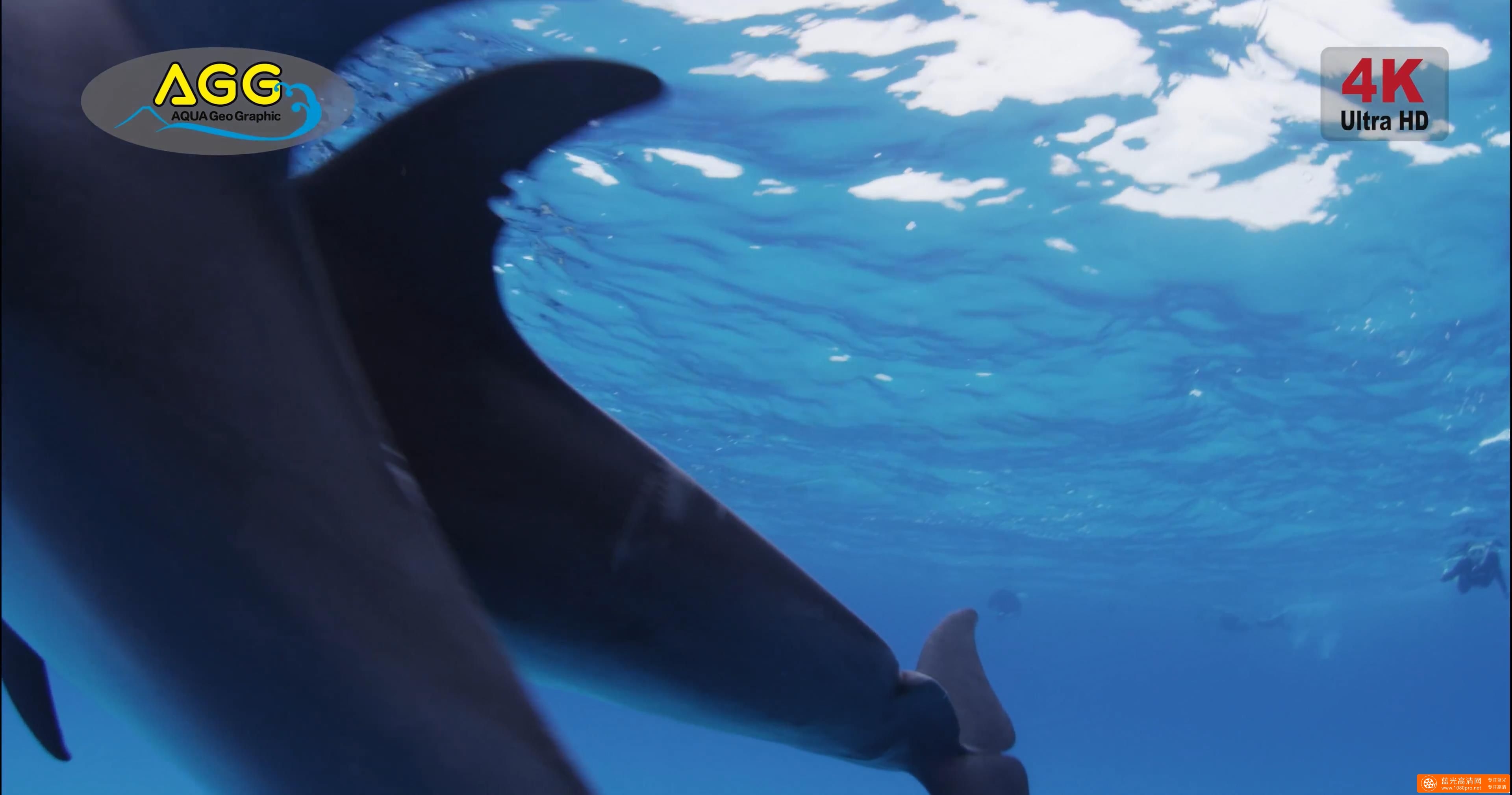 在巴哈马群岛和野生海豚一起游泳Swimming with Wild Dolphins in Bahamas-1.jpg