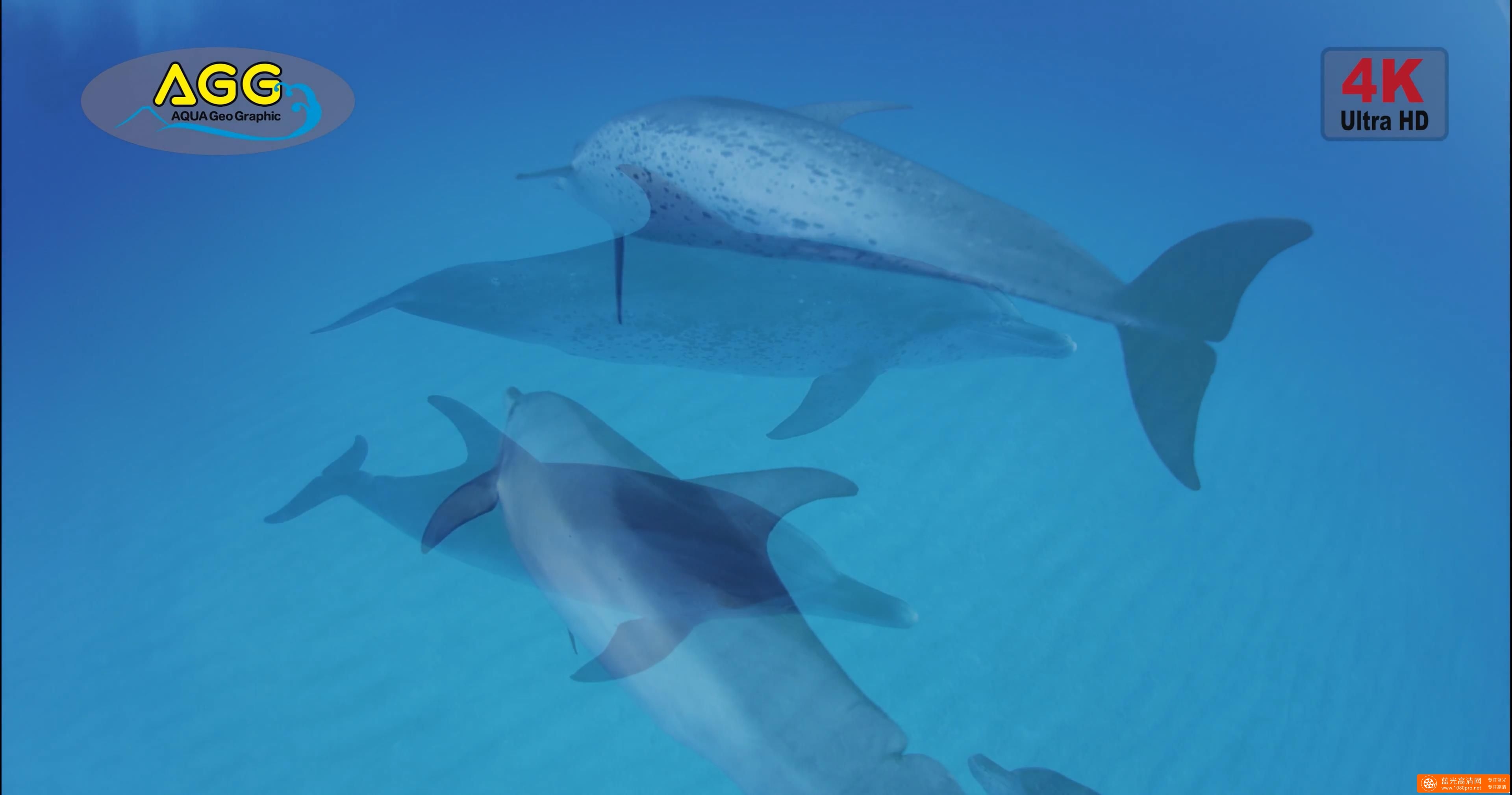 巴哈马岛海豚 Bahama Dolphin-1.jpg