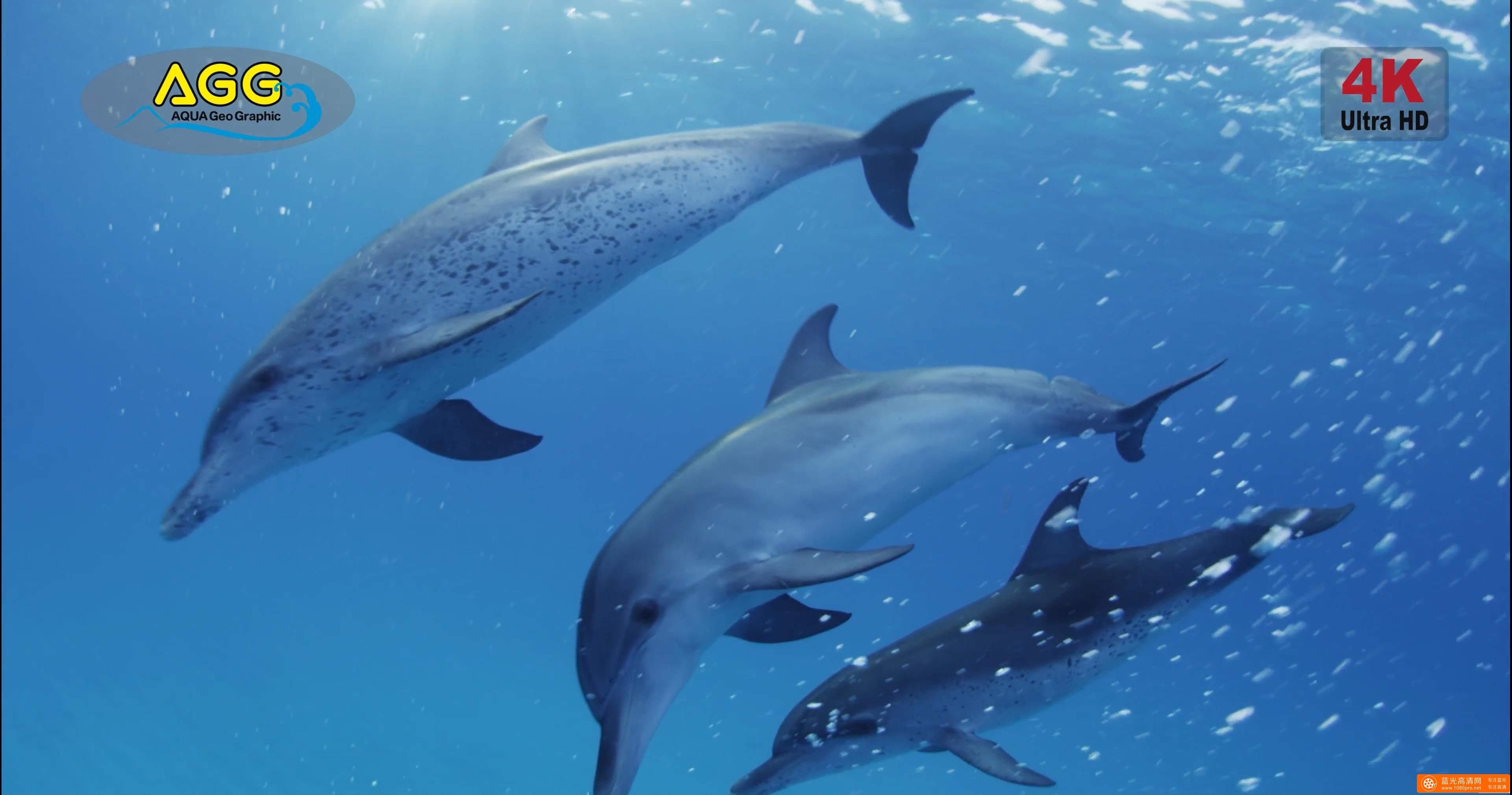 巴哈马岛海豚 Bahama Dolphin-2.jpg