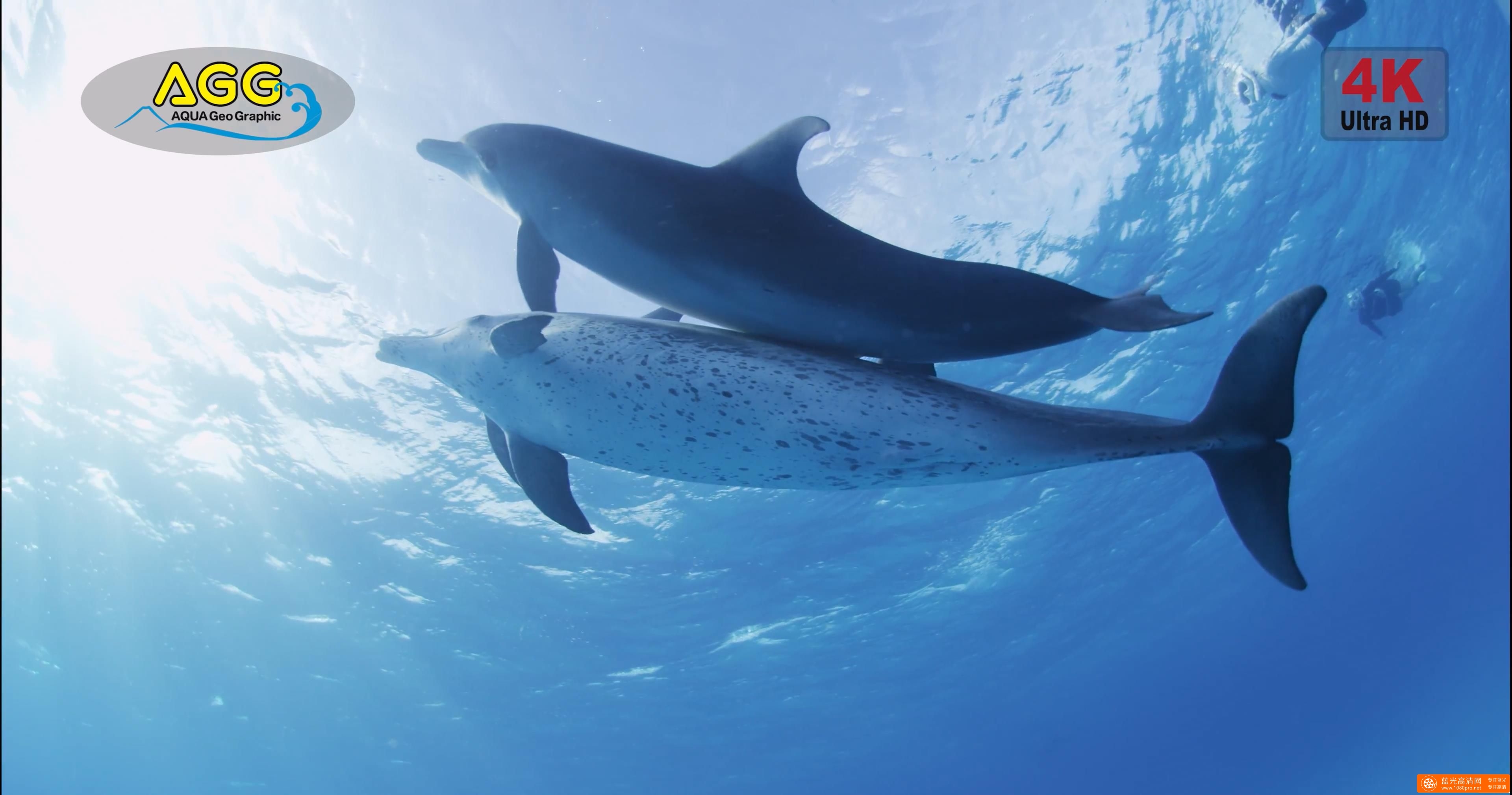 巴哈马岛海豚 Bahama Dolphin-3.jpg
