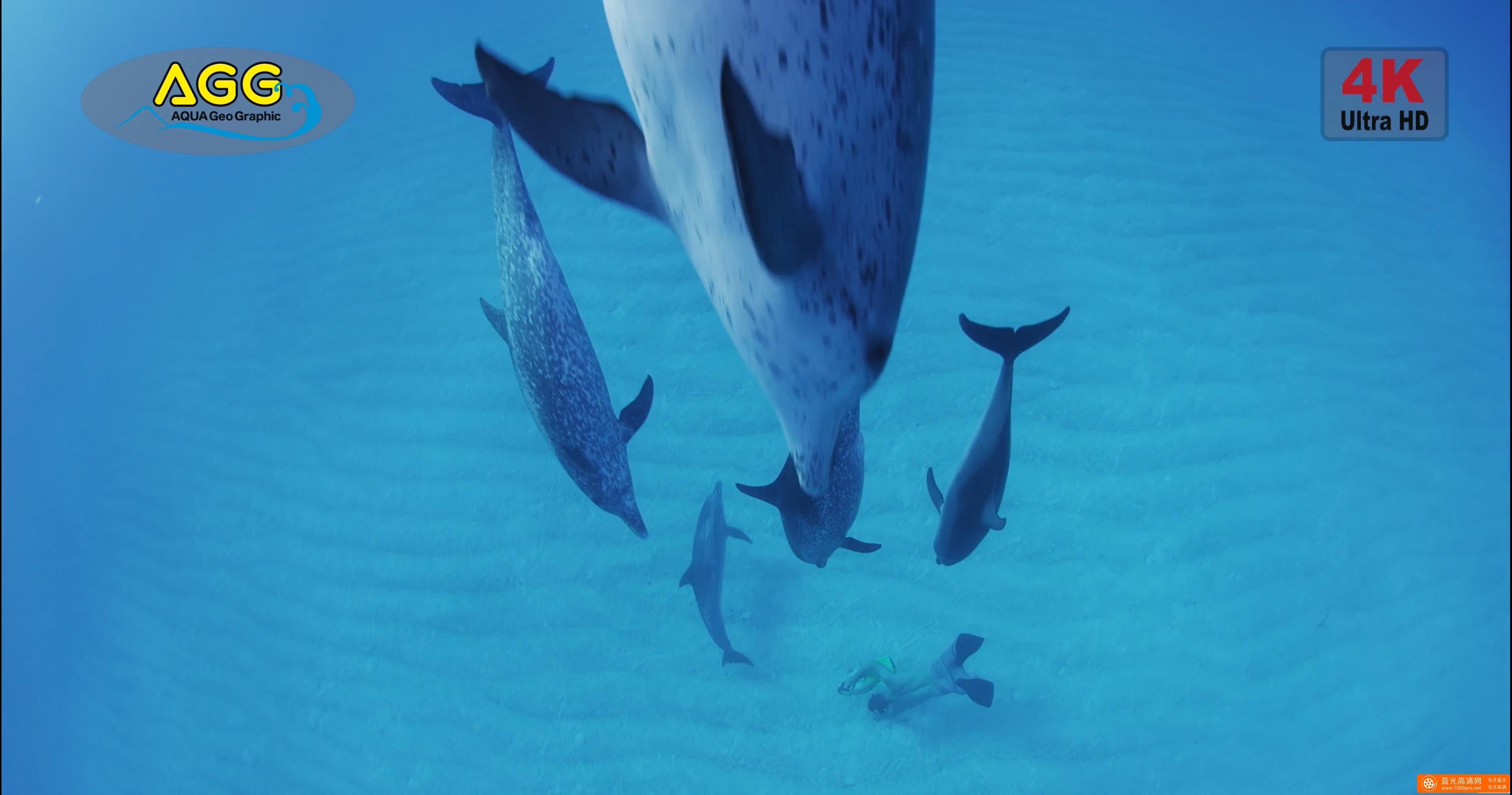 巴哈马岛海豚 Bahama Dolphin-4.jpg