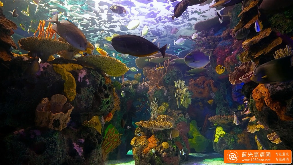 超清晰4K海底世界视频:水族馆的秘密-3.jpg