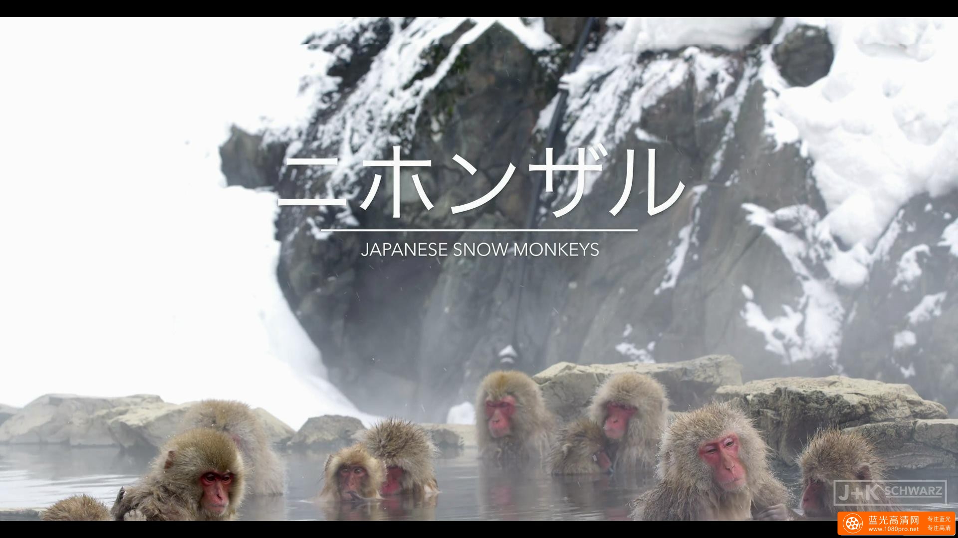 5K分辨率 日本泡温泉的猴子 Snow Monkeysin Japan 5K-1.jpg
