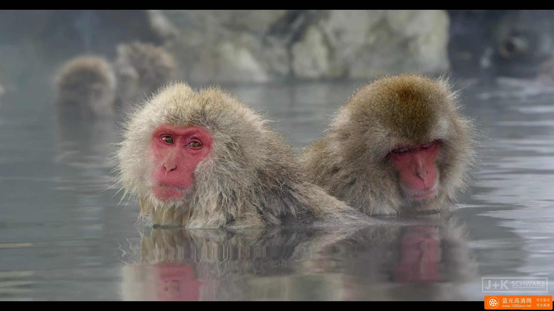5K分辨率 日本泡温泉的猴子 Snow Monkeysin Japan 5K-2.jpg