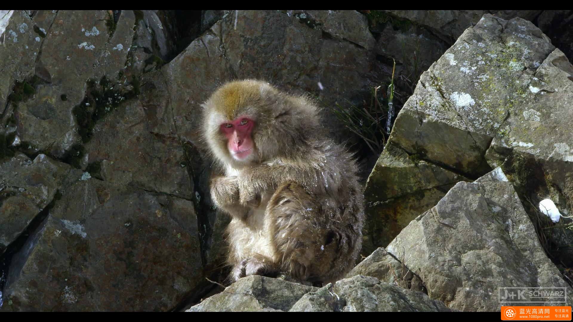 5K分辨率 日本泡温泉的猴子 Snow Monkeysin Japan 5K-4.jpg