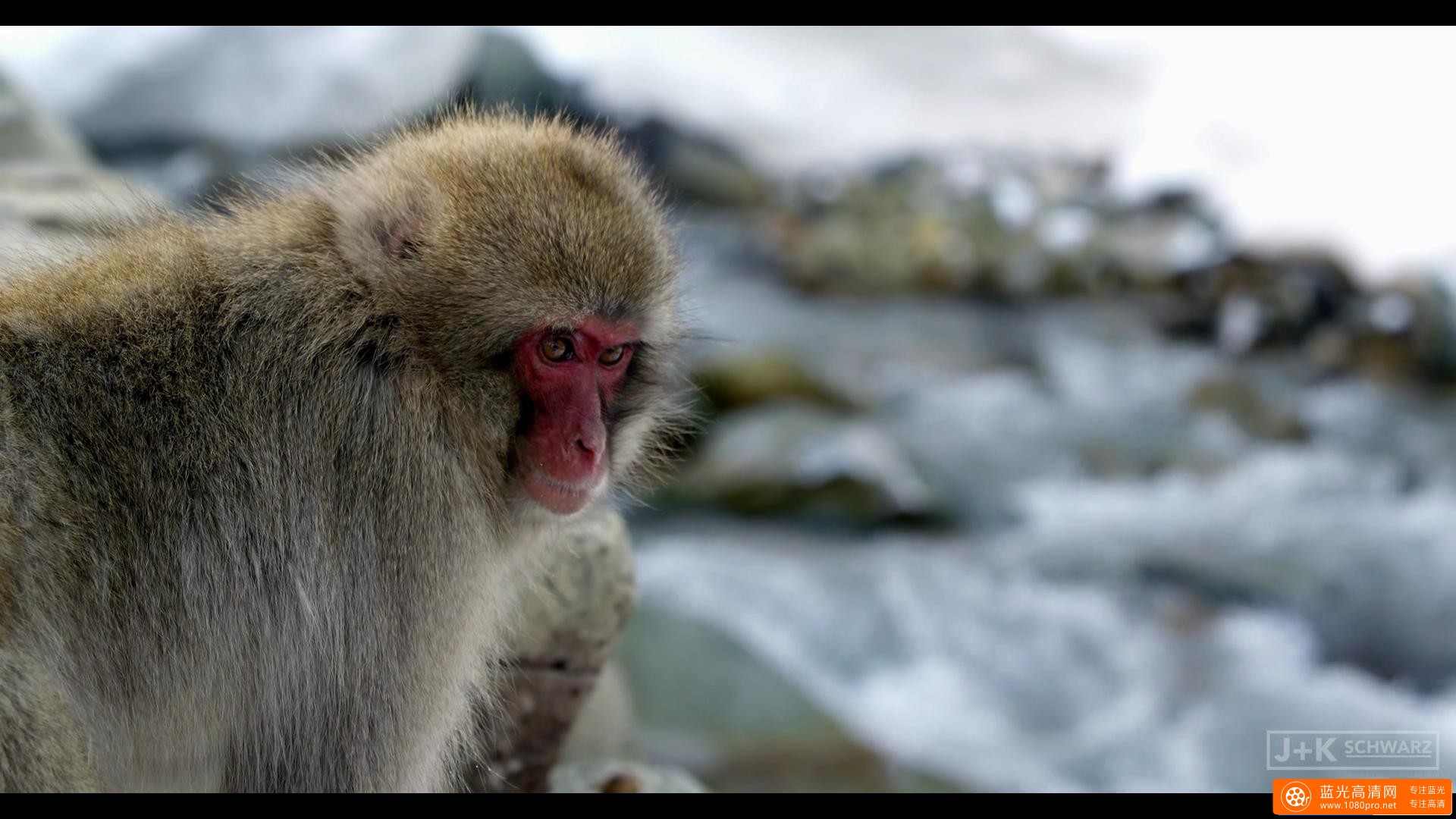 5K分辨率 日本泡温泉的猴子 Snow Monkeysin Japan 5K-3.jpg
