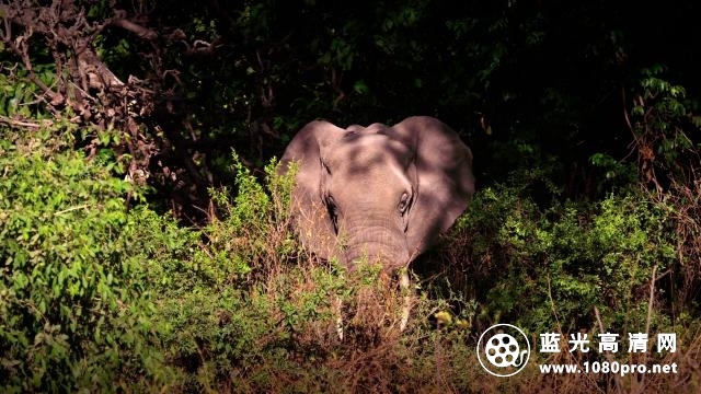 塞伦盖蒂：自然界最壮观的旅程Serengeti.Natures.Greatest.Journey.2015.1080p.BluRay.x264-SADPANDA 6.56G ...