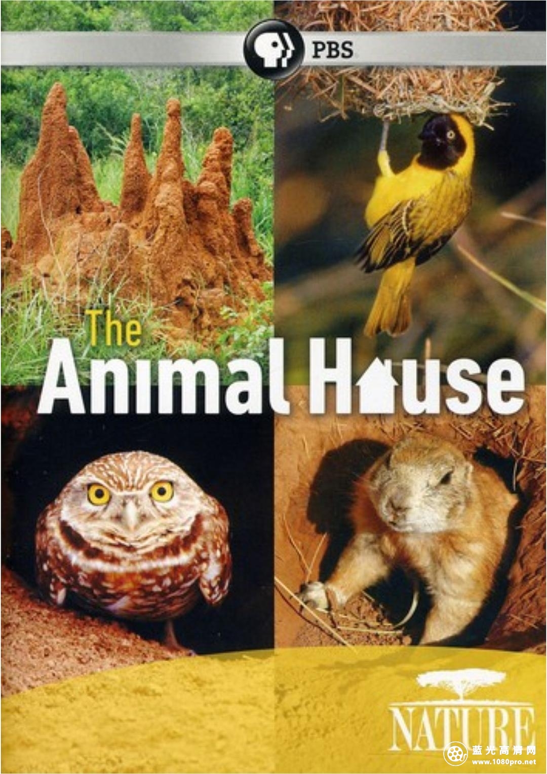 自然世界:动物之家/动物建筑师 Nature.The.Animal.House.2011.1080p.BluRay.x264-SADPANDA 3.28GB ...