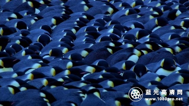 自然界的群体智慧/大自然之最 Nature.The.Gathering.Swarms.2014.1080p.BluRay.x264-SADPANDA 3.28GB-4.jpg