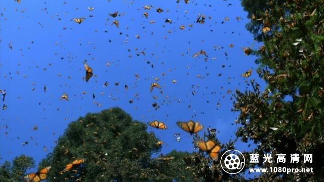 自然界的群体智慧/大自然之最 Nature.The.Gathering.Swarms.2014.1080p.BluRay.x264-SADPANDA 3.28GB-2.jpg