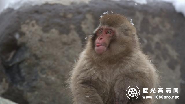 BBC自然世界:雪猿/PBS自然:雪猴 Nature.Snow.Monkeys.2014.1080p.BluRay.x264-SADPANDA 3.28GB-3.jpg