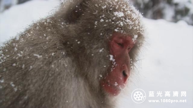 BBC自然世界:雪猿/PBS自然:雪猴 Nature.Snow.Monkeys.2014.1080p.BluRay.x264-SADPANDA 3.28GB-2.jpg