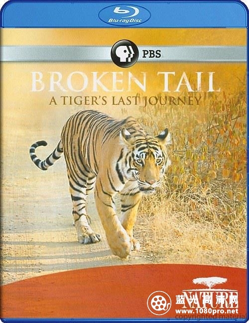 老虎“断尾”的最后旅程 Nature.Broken.Tail.A.Tigers.Last.Journey.2011.1080p.BluRay.x264-SADPANDA 3.28GB-1.jpg
