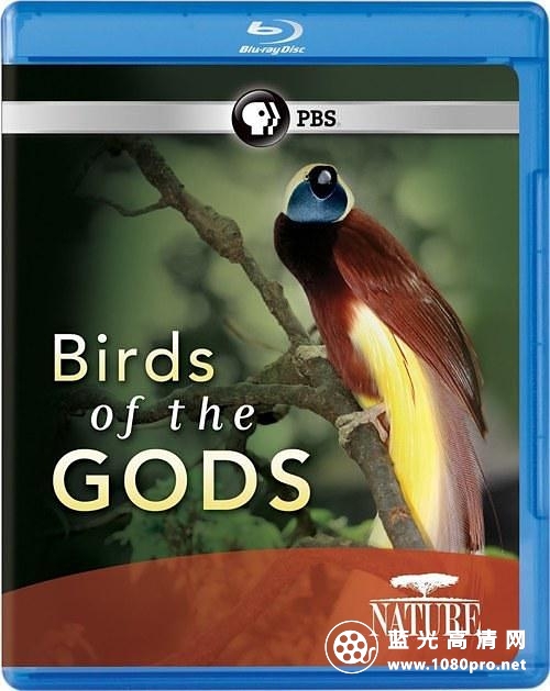 天堂鸟 Nature.Birds.of.the.Gods.2011.1080p.BluRay.x264-SADPANDA 3.28GB-1.jpg