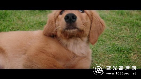 一条狗的使命/为了与你相遇 A.Dogs.Purpose.2017.1080p.BluRay.AVC.DTS-HD.MA.5.1-FGT 37.13GB