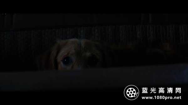 一条狗的使命/为了与你相遇 A.Dogs.Purpose.2017.1080p.BluRay.AVC.DTS-HD.MA.5.1-FGT 37.13GB