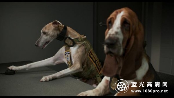 汪星卧底/秀犬 Show.Dogs.2018.1080p.BluRay.AVC.DTS-HD.MA.5.1-FGT 25.39GB