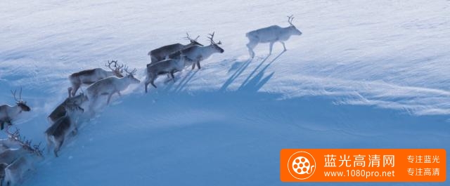 艾洛:拉普兰的奥德赛 A.Reindeers.Journey.2018.DUBBED.1080p.WEB-DL.DD5.1.H264-FGT 2.90GB