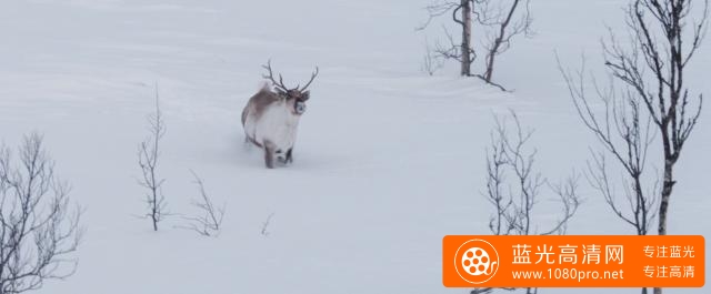 艾洛:拉普兰的奥德赛 A.Reindeers.Journey.2018.DUBBED.1080p.WEB-DL.DD5.1.H264-FGT 2.90GB