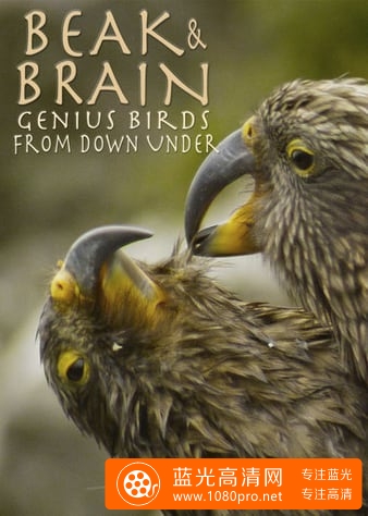 喙与脑:使用工具的鸟类 Beak.Brain.Genius.Birds.From.Down.Under.2013.DUBBED.1080p.WEBRip.x264-RARBG 0. ...