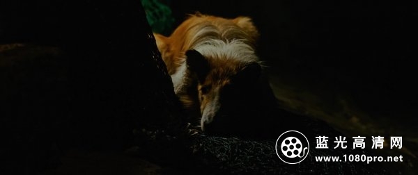 灵异妙探2:莱斯归来/灵异妙探大电影2 Lassie.Come.Home.2020.1080p.Bluray.DTS-HD.MA.5.1.X264-EVO 11.21GB ...