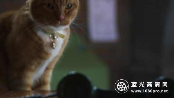猫狗大战3:爪爪集结! Cats and Dogs 3 Paws Unite.2020.1080p.Bluray.X264-EVO 11.02GB