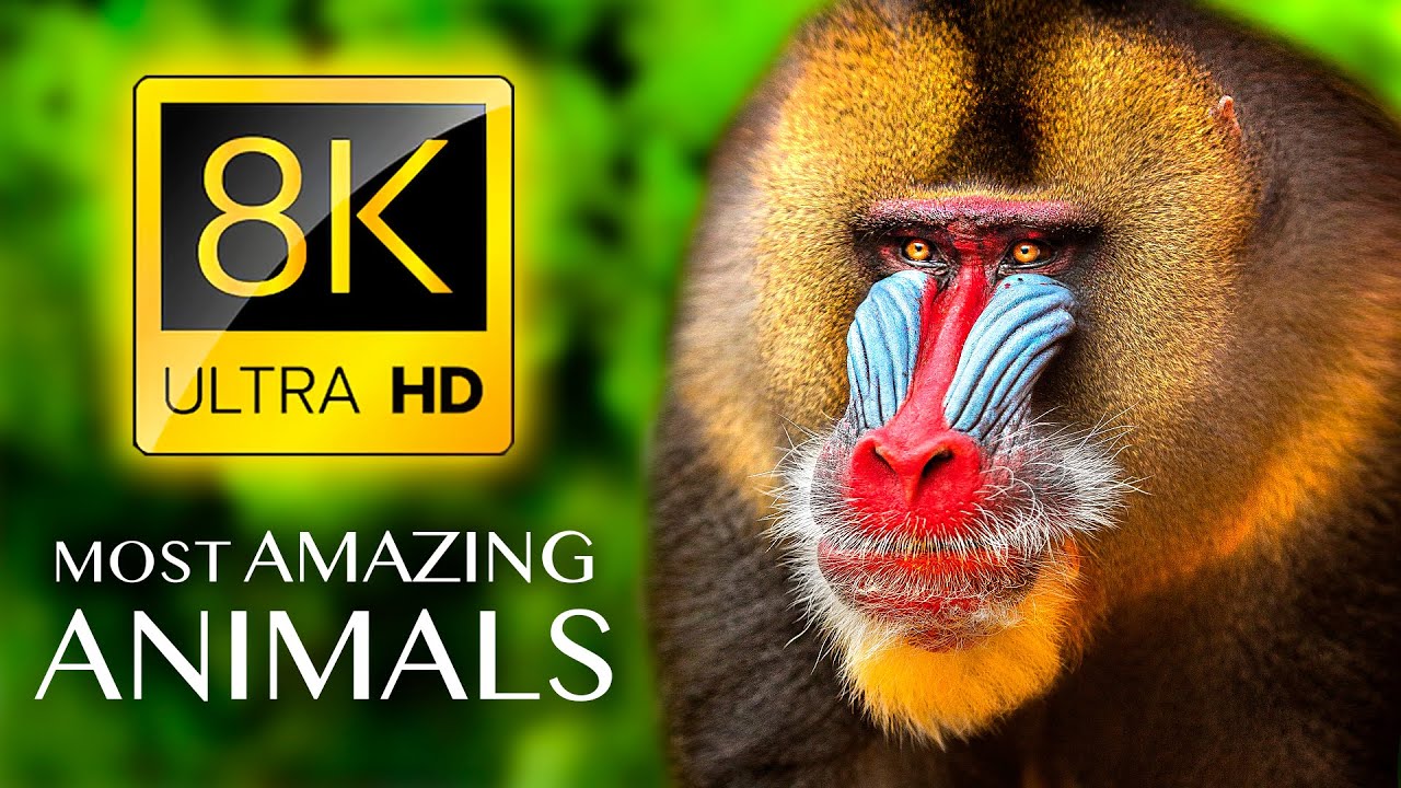 最神奇的动物8K超高清 THE MOST AMAZING ANIMALS 8K ULTRA HD【13.9GB】【01:06:48】