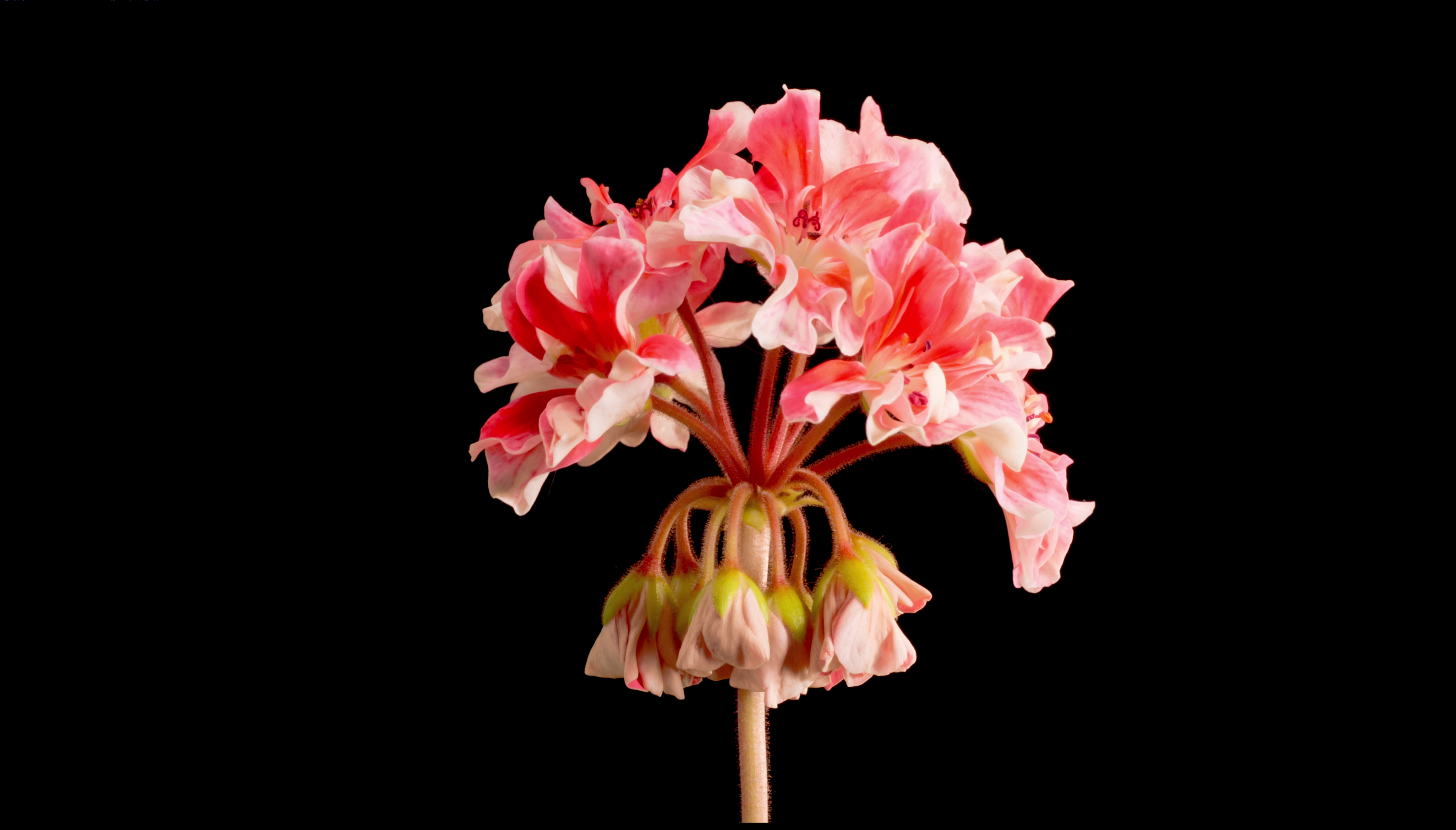 世界上最大的花卉系列8K ULTRA HD-配有舒缓的音乐 Largest FLOWERS Collection in the World 8K ULTRA HD - ...
