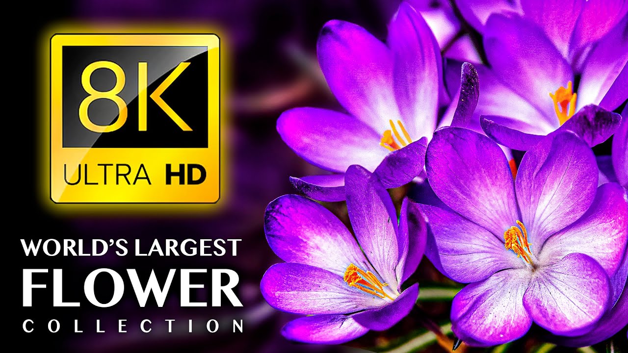 世界上最大的花卉系列8K ULTRA HD-配有舒缓的音乐 Largest FLOWERS Collection in the World 8K ULTRA HD - ...