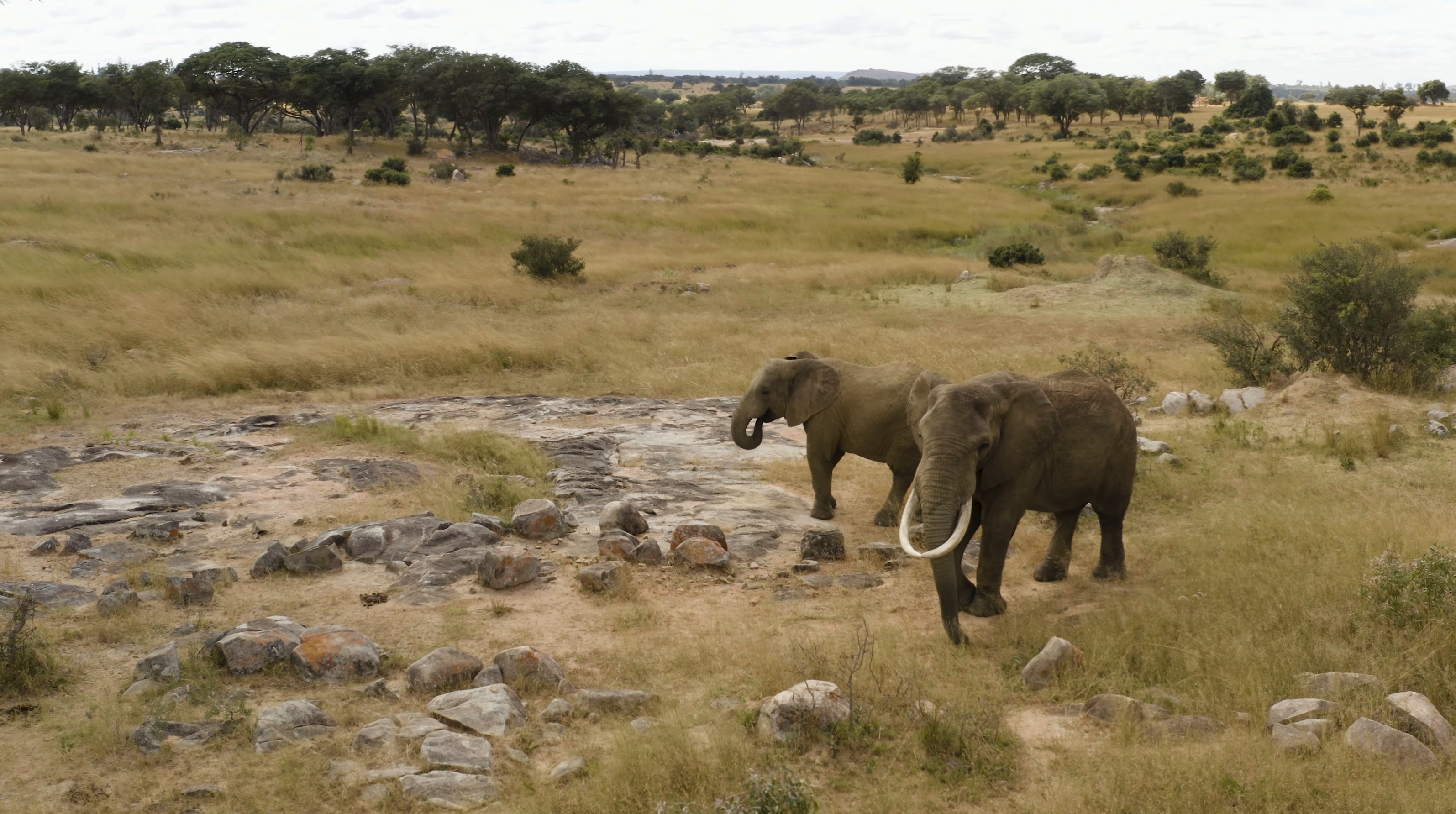 非洲动物8K AFRICAN ANIMALS 8K ULTRA HD - Wildlife with Real Sounds 8K TV【7.94GB】【48:39】