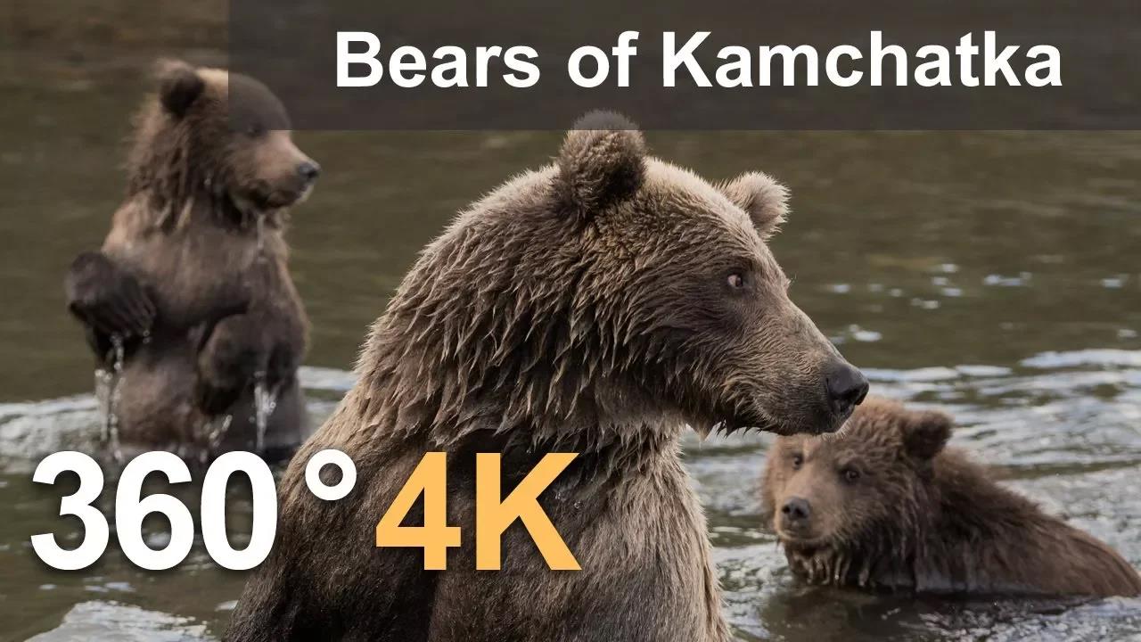 360°, 堪察加半岛的熊。坎巴尔纳亚河 Bears of Kamchatka. Kambalnaya River, 4K aerial video 558MB ... ...