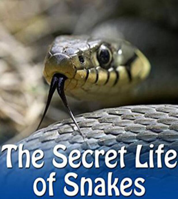 蛇的秘密生活 4k The.Secret.Life.Of.Snakes.2016.2160p.WEB.x264纪录片—6.74 GB